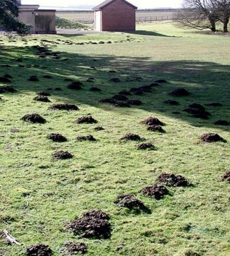 Mole Control