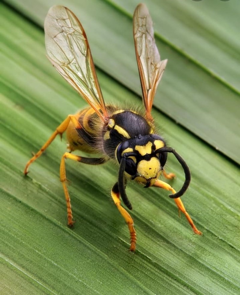 Wasp Removal