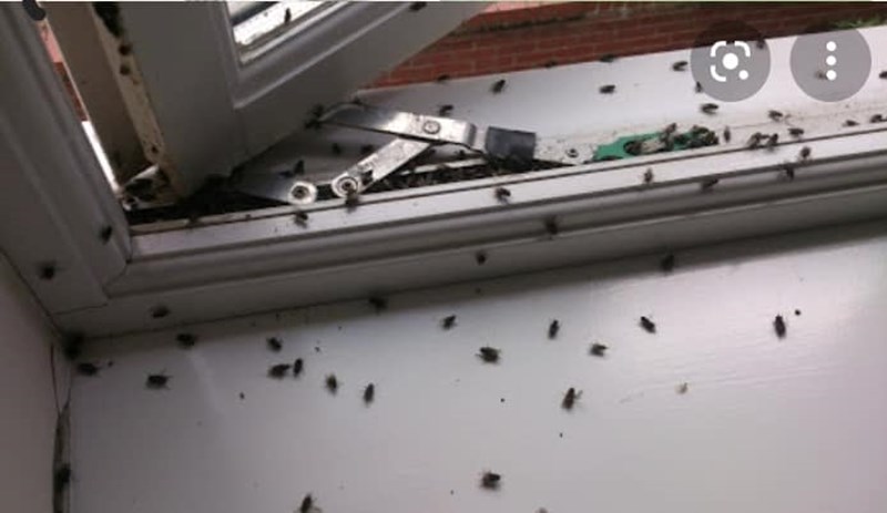 Bugs, Insects, Flies, Cluster Flies, Fleas & more