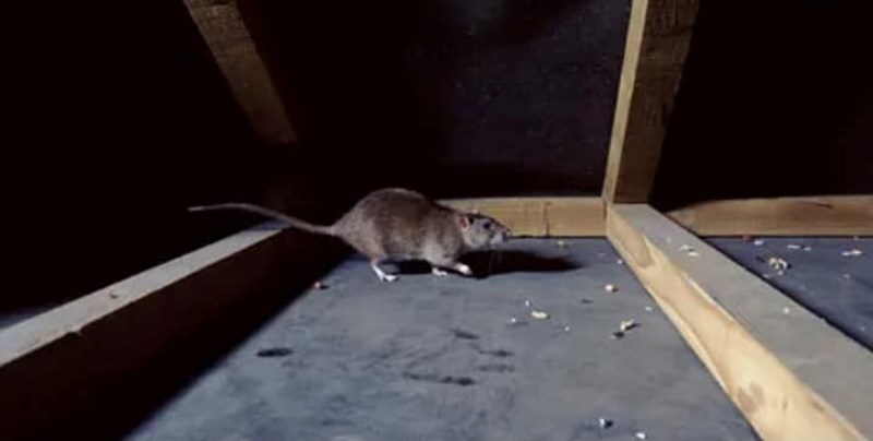 Rodent Management