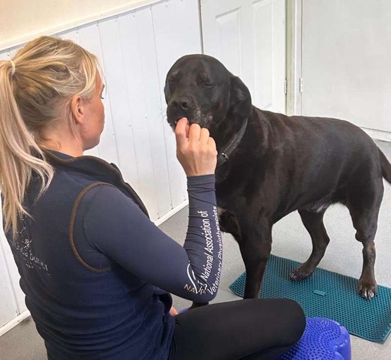 Canine & Feline Physiotherapy