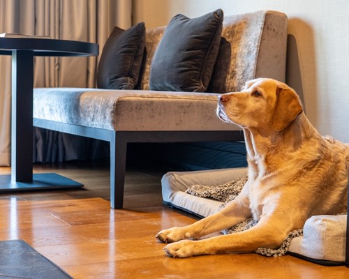 Gift the Joy of a Dog-Friendly Getaway: New Bed & Breakfast Stay Voucher Now Available at Twr y Felin Hotel